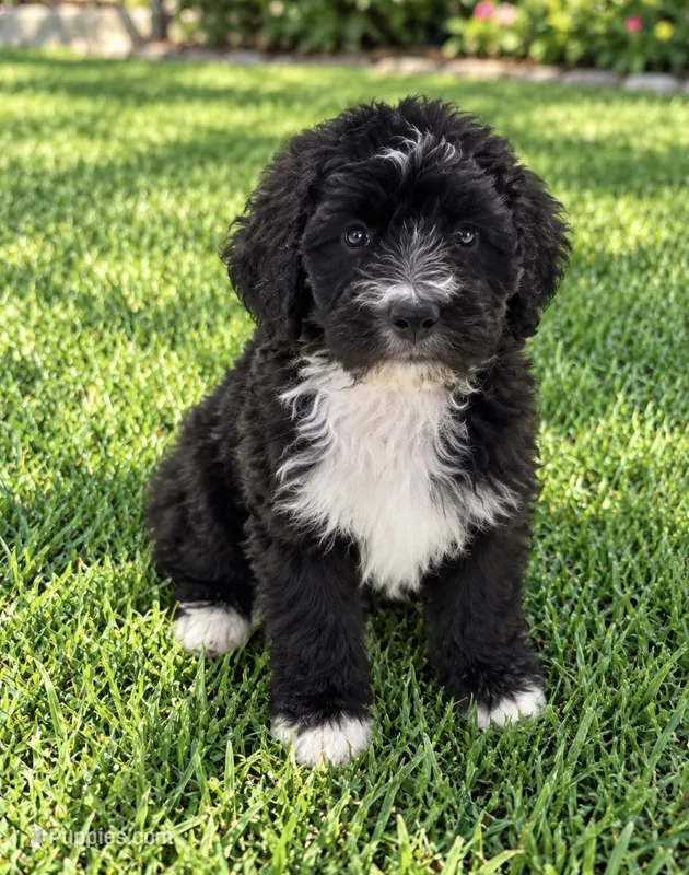 Ryker – Bernedoodle puppy for sale in New Port Richey, FL