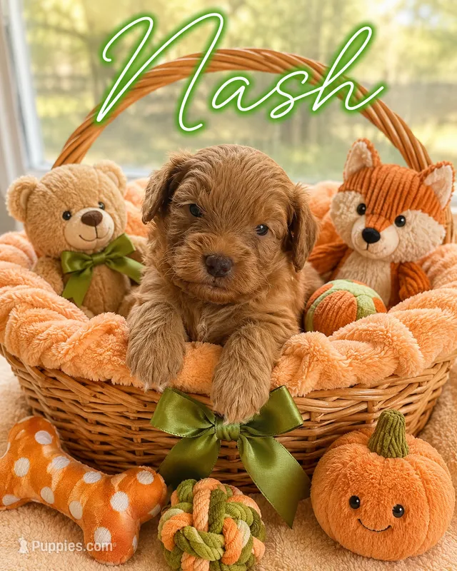 Nash – Miniature Goldendoodle puppy for sale in New Port Richey, FL