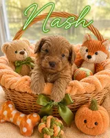 Nash, a male Miniature Goldendoodle for sale in New Port Richey, FL – 1 of 2
