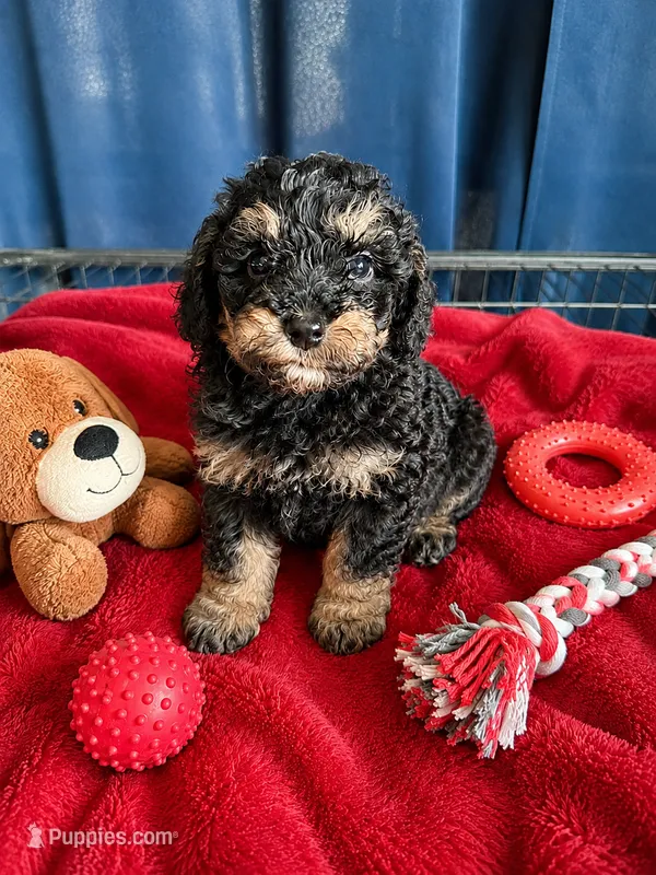 Ivan – Cockapoo puppy for sale in New Port Richey, FL