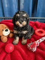 Ivan, a male Cockapoo for sale in New Port Richey, FL – 1 of 2
