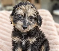Taliyah, a female Miniature Bernedoodle for sale in New Port Richey, FL – 6 of 8