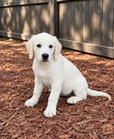 Violet, a female Golden Retriever and English Cream Golden Retriever for sale in New Port Richey, FL – 2 of 3