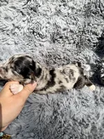 Brooks, a male Aussiedoodle and Poodle - Standard  for sale in New Port Richey, FL – Photo 6 of 7