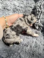 Brooks, a male Aussiedoodle and Poodle - Standard  for sale in New Port Richey, FL – Photo 7 of 7