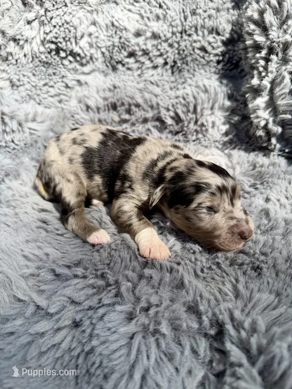 Brooks – Aussiedoodle, Poodle - Standard  puppy for sale in New Port Richey, FL