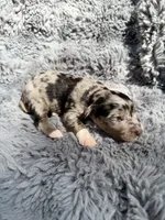 Brooks, a male Aussiedoodle and Poodle - Standard  for sale in New Port Richey, FL – Photo 1 of 7