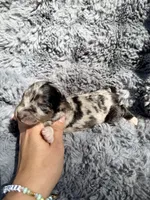 Brooks, a male Aussiedoodle and Poodle - Standard  for sale in New Port Richey, FL – Photo 5 of 7