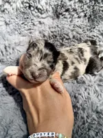 Brooks, a male Aussiedoodle and Poodle - Standard  for sale in New Port Richey, FL – Photo 2 of 7