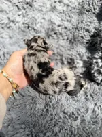 Brooks, a male Aussiedoodle and Poodle - Standard  for sale in New Port Richey, FL – Photo 3 of 7