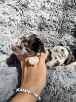 Brooks, a male Aussiedoodle and Poodle - Standard  for sale in New Port Richey, FL – Photo 4 of 7