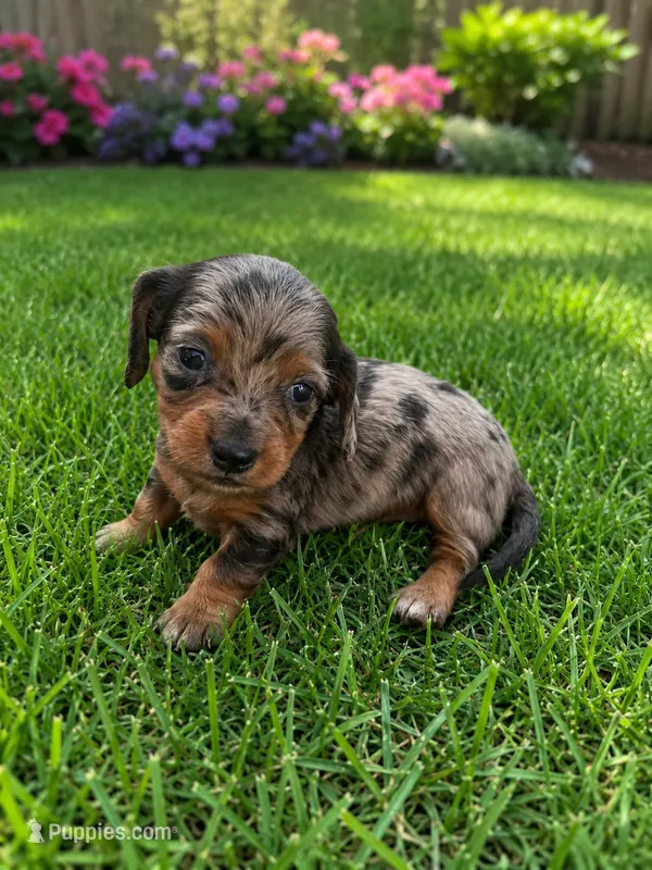 Quick – Miniature Dachshund puppy for sale in New Port Richey, FL