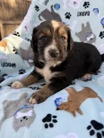 processed/c4e36716-89f0-4c47-ba05-c650dec672a0/listing/ee6fa4cb-a549-4f03-88d7-bb83aac3d15c/f307fdaf-2421-419f-93de-d0555d808434