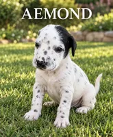 Aemond Dalmadoodle, a male Dalmatian for sale in New Port Richey, FL – 2 of 2