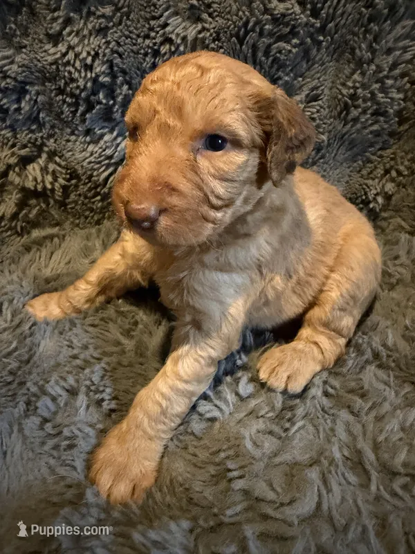 Becca – Aussiedoodle, Poodle - Standard  puppy for sale in New Port Richey, FL