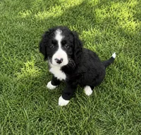 Reuben, a male Bernedoodle for sale in New Port Richey, FL – 2 of 3