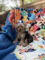 Hudson, a male Yorkshire Terrier for sale in New Port Richey, FL – 3 of 6