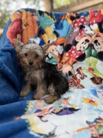 Hudson, a male Yorkshire Terrier for sale in New Port Richey, FL – 2 of 6