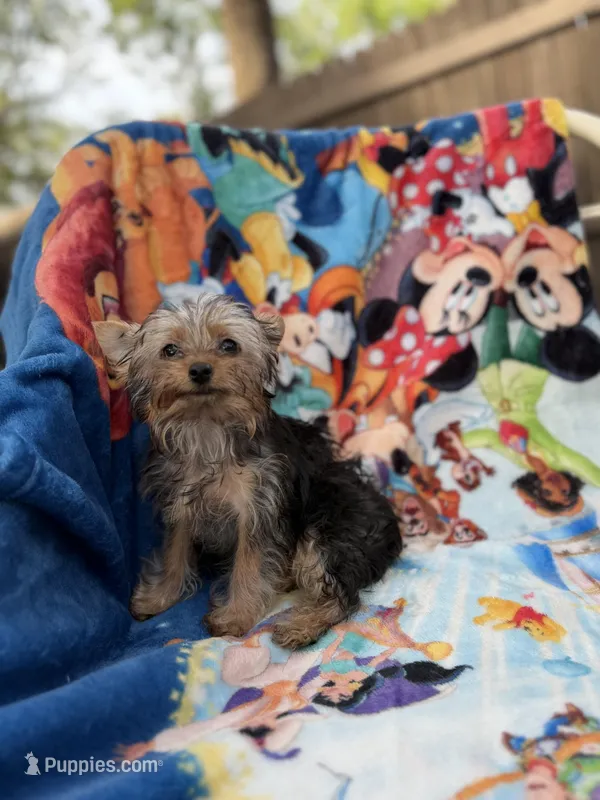 Hudson – Yorkshire Terrier puppy for sale in New Port Richey, FL