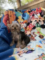 Hudson, a male Yorkshire Terrier for sale in New Port Richey, FL – 1 of 6