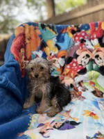 Hudson, a male Yorkshire Terrier for sale in New Port Richey, FL – 4 of 6