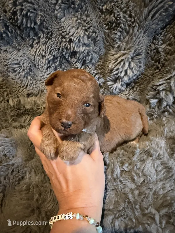 Gus – Miniature Goldendoodle puppy for sale in New Port Richey, FL