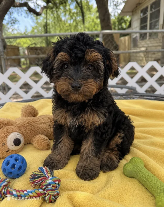 Kingsley – Yorkipoo, Poodle - Toy  puppy for sale in New Port Richey, FL