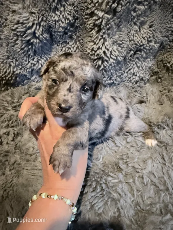 Capri F1bb – Miniature Bernedoodle puppy for sale in New Port Richey, FL