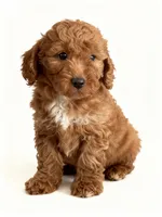 Gus, a male Miniature Goldendoodle for sale in New Port Richey, FL – 2 of 3
