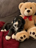 Rhys, a male Bernedoodle for sale in New Port Richey, FL – 4 of 4