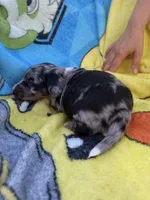Fernando, a male Miniature Dachshund for sale in New Port Richey, FL – 2 of 9