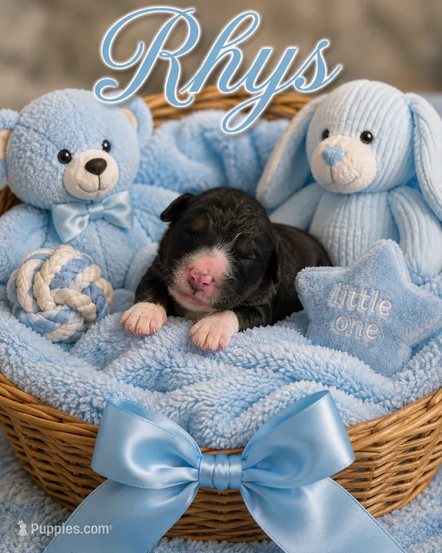 Rhys – Bernedoodle puppy for sale in New Port Richey, FL