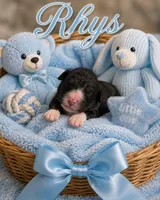 Rhys, a male Bernedoodle for sale in New Port Richey, FL – 1 of 1