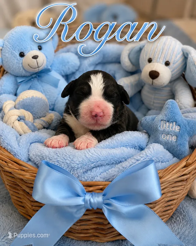 Rogan – Bernedoodle puppy for sale in New Port Richey, FL