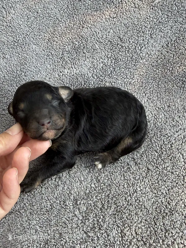 Ivan – Cockapoo puppy for sale in New Port Richey, FL