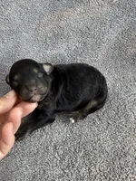 Ivan, a male Cockapoo for sale in New Port Richey, FL – Photo 1 of 6
