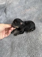 Ivan, a male Cockapoo for sale in New Port Richey, FL – Photo 6 of 6