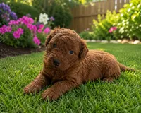 Nolan, a male Miniature Goldendoodle for sale in New Port Richey, FL – 2 of 2