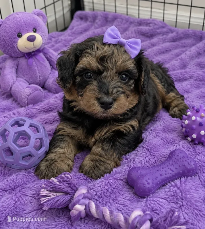Tabitha  – Miniature Bernedoodle puppy for sale in New Port Richey, FL
