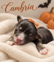 Cambria, a female Miniature Aussiedoodle for sale in New Port Richey, FL – 2 of 2