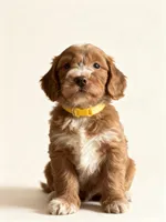 Emery, a female Miniature Goldendoodle for sale in New Port Richey, FL – 1 of 3
