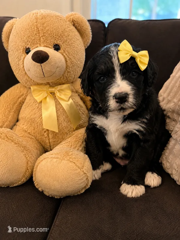 Rikki – Bernedoodle puppy for sale in New Port Richey, FL