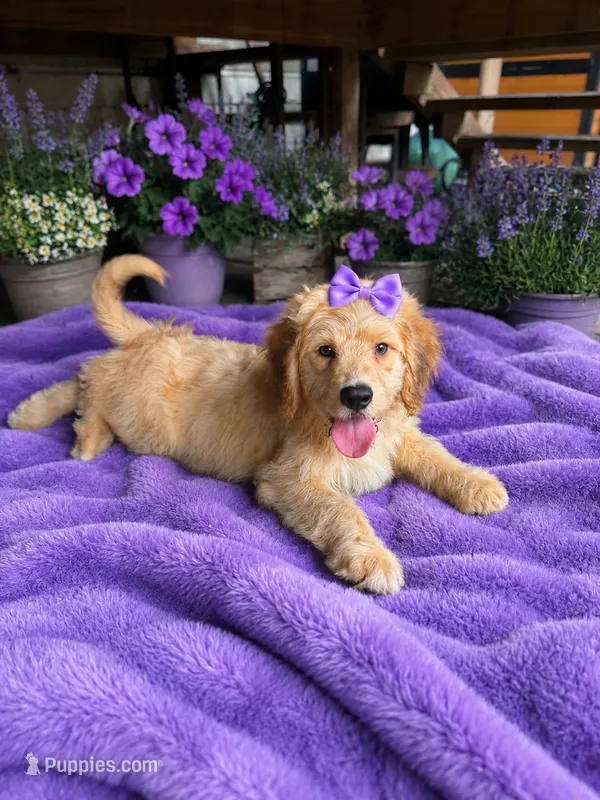 Bree – Aussiedoodle, Poodle - Standard  puppy for sale in New Port Richey, FL