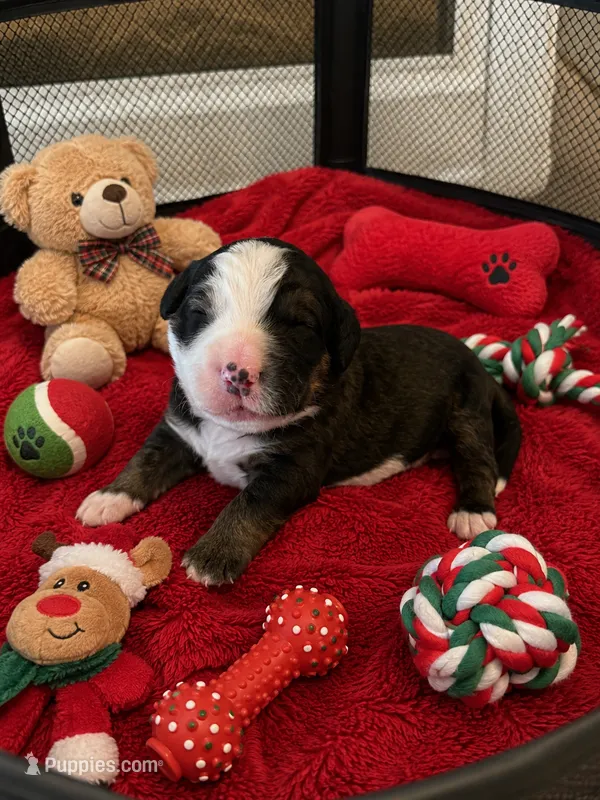 Simba – Bernedoodle puppy for sale in New Port Richey, FL