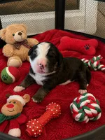 Simba, a male Bernedoodle for sale in New Port Richey, FL – 1 of 3