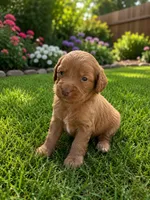 Parker, a male Miniature Goldendoodle for sale in New Port Richey, FL – 2 of 2