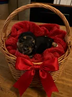 Quell , a male Miniature Dachshund for sale in New Port Richey, FL – 2 of 2