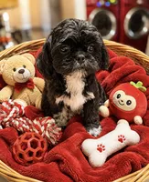 Ying-Yang, a male Shih Tzu for sale in New Port Richey, FL – 2 of 2