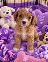 Tia Micro Mini, a female Miniature Bernedoodle for sale in New Port Richey, FL – 2 of 2