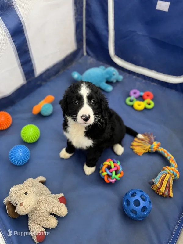 Reuben – Bernedoodle puppy for sale in New Port Richey, FL